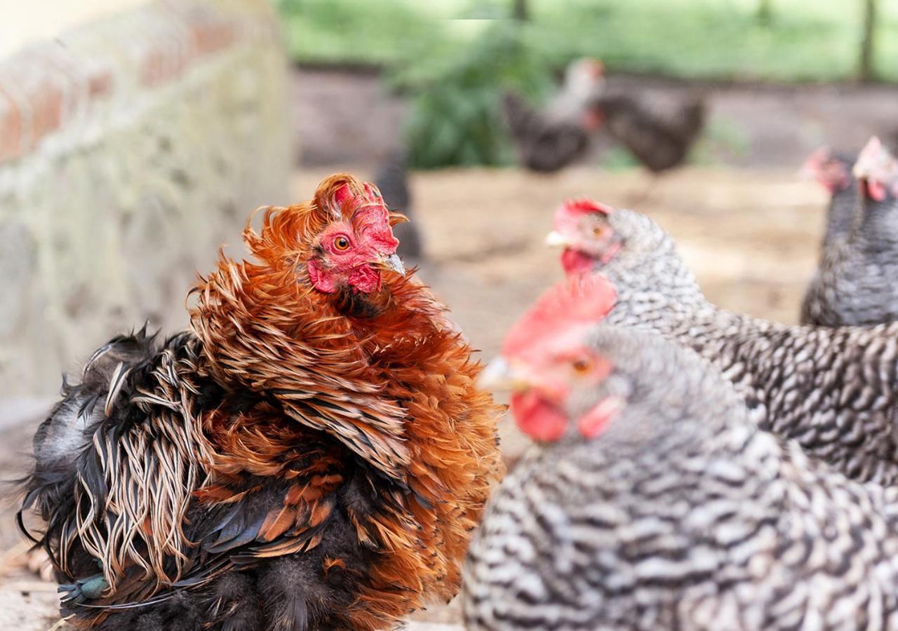 Feldgang Ein Gaestehaus! Upahl Ngoại thất bức ảnh